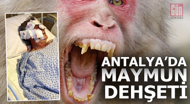 Otelde maymunun işi ne?..