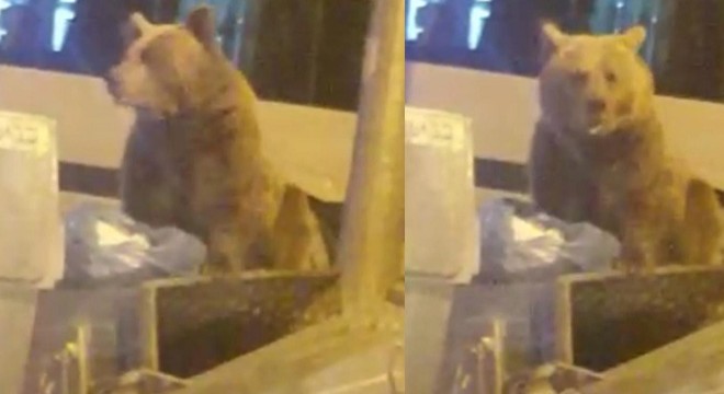 Oteller bölgesine inen ayı, konteynerlerde yiyecek aradı