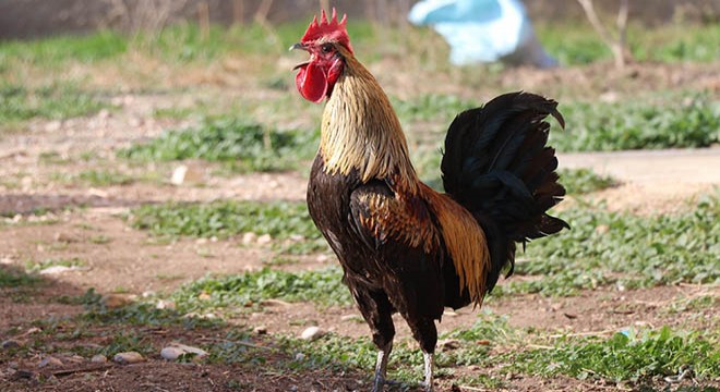 Öterken bayılan Denizli horozu için otomobil teklif edildi