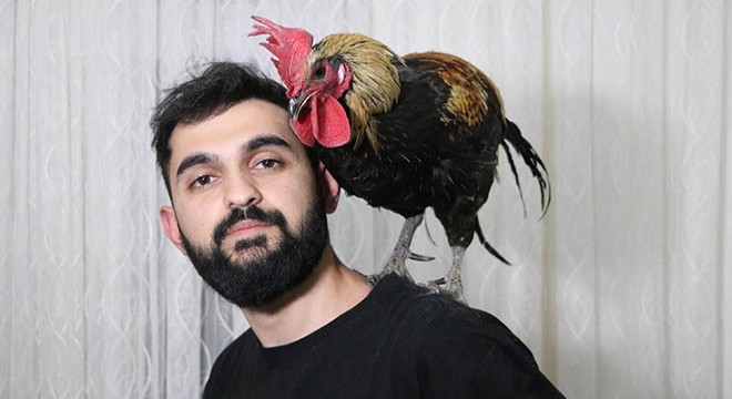 Öterken bayılan fenomen horoz 'Bahtiyar'ın 10 yavrusu oldu