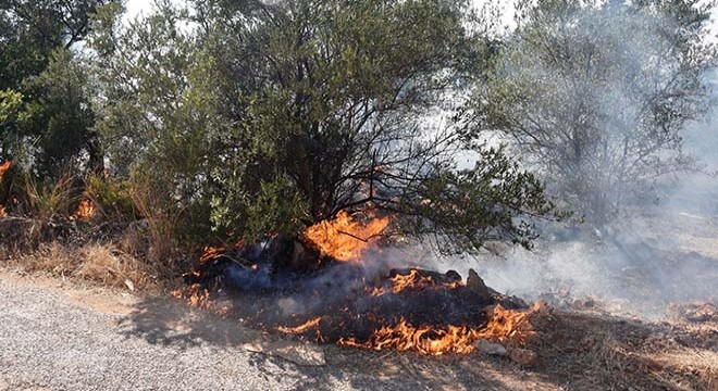 Otluk alandaki yangın zeytin tarlasının yanmasına neden oldu