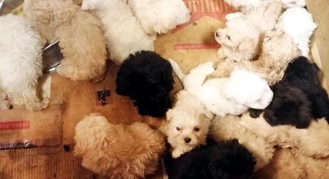 Otobüsün bagajında, Terrier cinsi 23 yavru köpek ele geçirildi