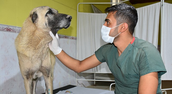 Otomobil arkasında sürüklenen köpek, tedaviye alındı