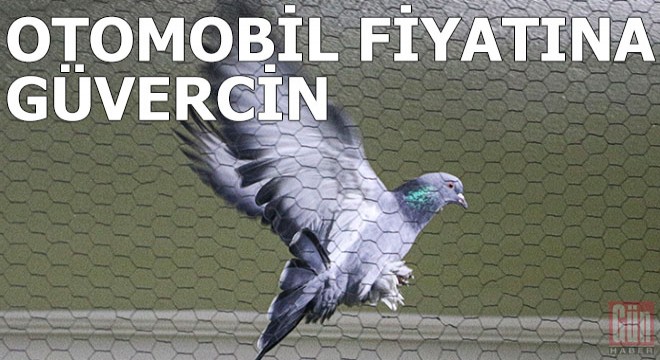 Otomobil fiyatına güvercin