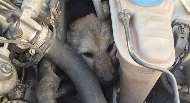 Otomobil motoruna sıkışan sokak köpeği, 2 saatte kurtarıldı