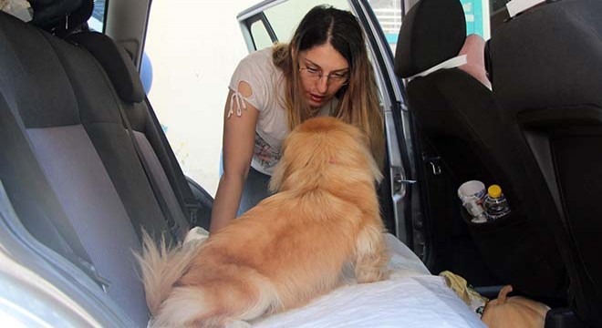 Otomobilde bırakılan köpek, kurtarıldı