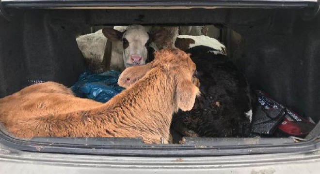 Otomobildeki 5 büyükbaş, jandarmayı şaşırttı
