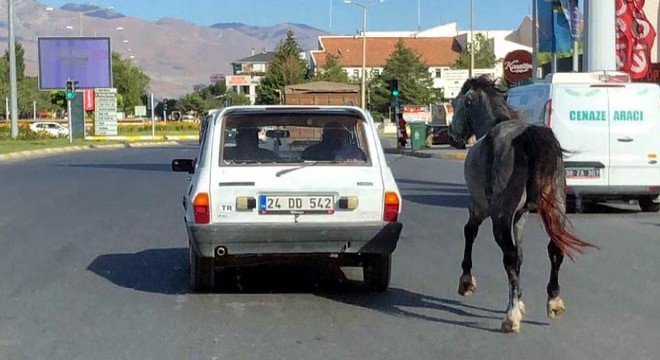 Otomobile bağladıkları atı kilometrelerce koşturdular