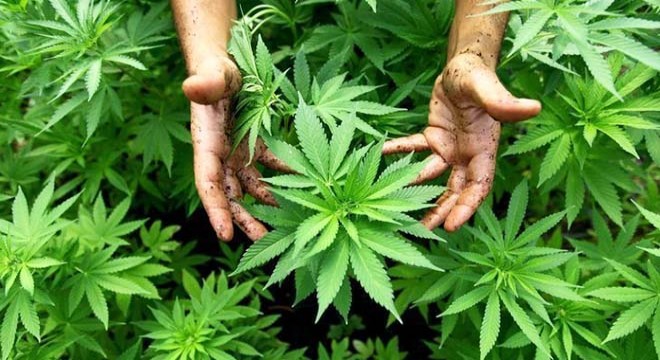 Otomobilin bagajında 16 kilo 328 gram esrar ele geçirildi