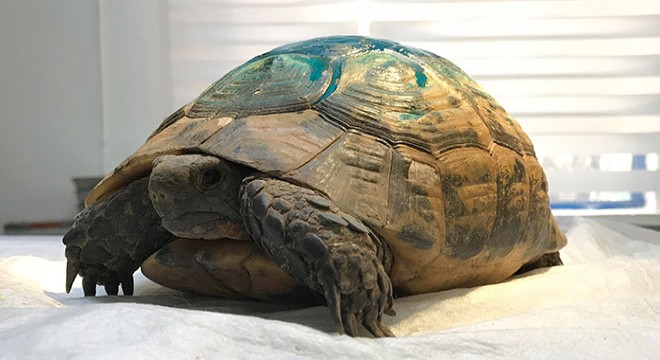 Otomobilin çaptığı kaplumbağa 'Hüsmen' tedavi edildi