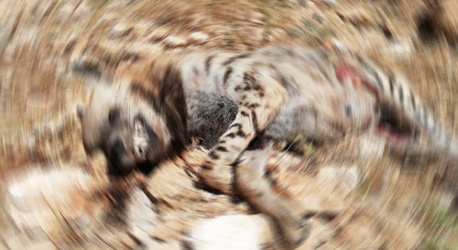 Otomobilin çarptığı çizgili sırtlan öldü