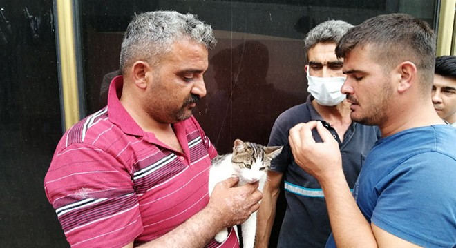 Otomobilin çarptığı kedi, tedaviye alındı