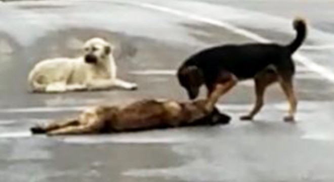 Otomobilin çarpıp telef ettiği köpeğin başından ayrılmadılar