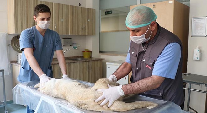 Otomobilin çarptığı köpek tedaviye alındı