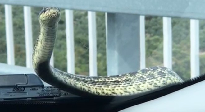 Otomobilin kaputundan çıkan yılanı bulamıyorlar