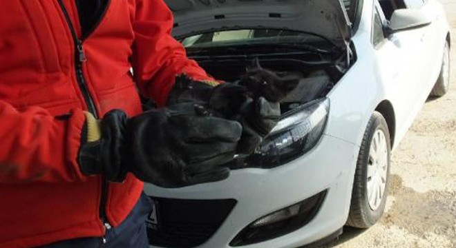 Otomobilin motor kısmına sıkışan kediyi itfaiyeciler çıkardı
