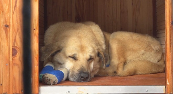 Otomobilin arkasına bağlanıp sürüklenen köpek sahiplendirildi