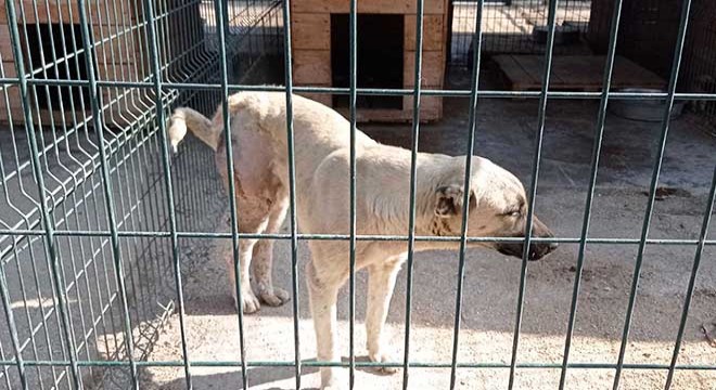 Otomobilin çarptığı köpek sokak köpeği, tedaviye alındı