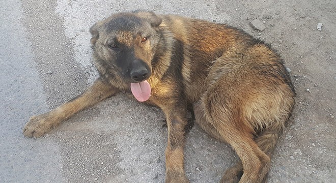 Otomobilin çarptığı köpek yaralandı