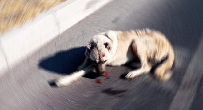 Otomobilin çarptığı köpek yaralandı