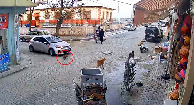 Otomobilin üzerinden geçtiği yavru köpek öldü