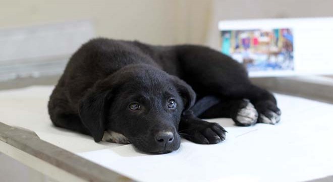 Otomobiliyle çarptığı yavru sokak köpeğini tedavi ettirdi