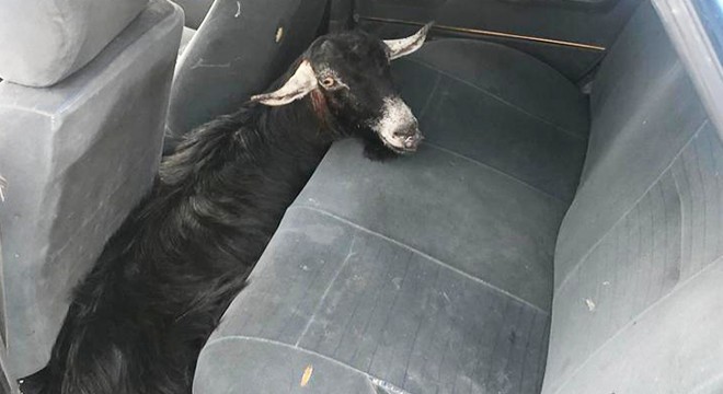 Otomobille keçi hırsızlığına 3 gözaltı