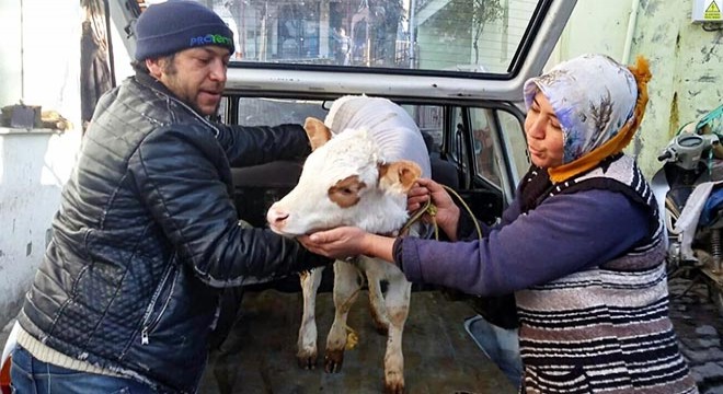 Otomobille taşınan 'Ayşe' adlı buzağı sağlığına kavuştu