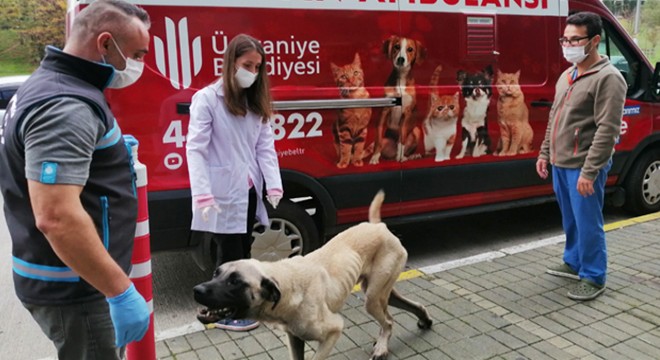 Oyuncu Hasan Kaçan’ın bulduğu hasta köpek tedavi edildi