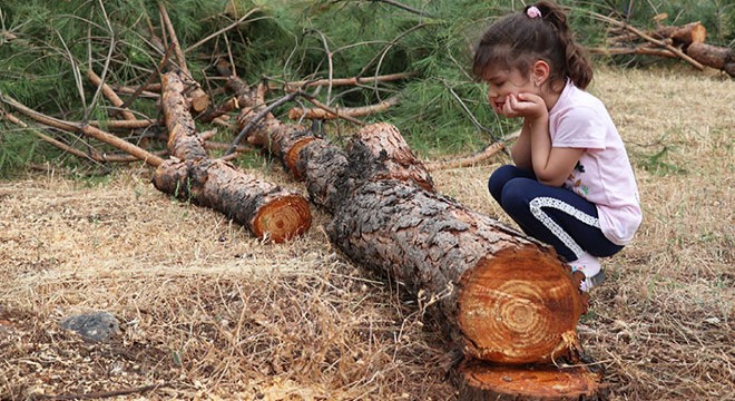 Özel arazideki ağaç kesimi tepki çekti