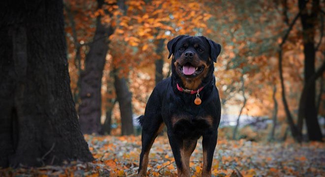 Özel Irk Köpek Mamaları ve Özel Irklar İçin Mama Seçimi