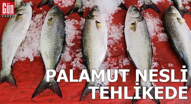 ‘Palamut nesli tehlikede; avlanma boyu 39 santimetre olsun'