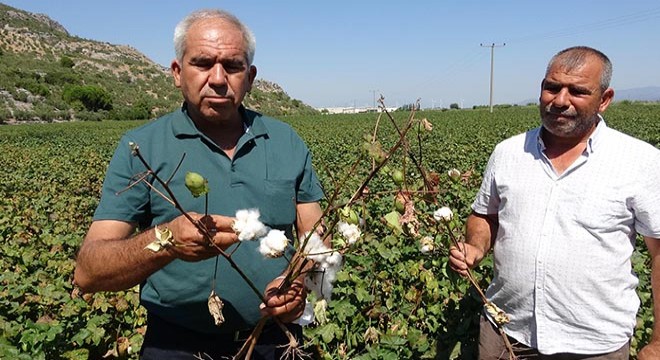 Pamukta 'Basra böceği' ve 'kırmızı örümcek' tehdidi