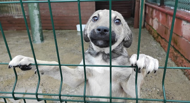 Pandemi döneminde barınaklardaki köpek sayısı arttı
