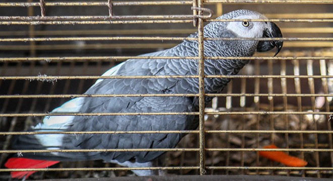 Papağan 'Çapkın', 65 yaşını kutladı