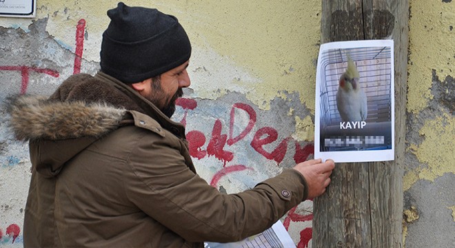 Papağanı 'Paşa'yı, sokaklara astığı ilanlarla arıyor