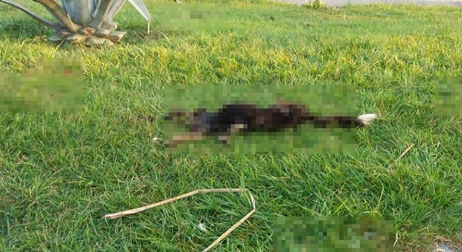 Parçalara ayrılmış köpek ölüsüyle ilgili  satanist ayini  iddiası