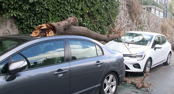 Park halindeki otomobillerin üzerine ağaç parçası düştü