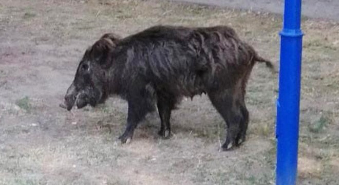 Parka inen yaban domuzu görüntülendi