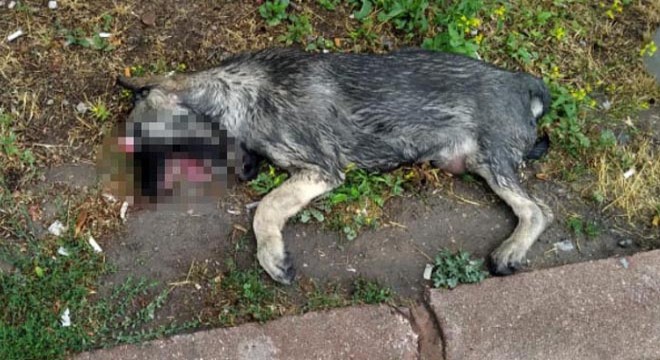 Parkta, gözleri oyulmuş ölü köpek bulundu