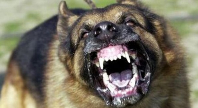 Parkta oynarken köpek ısırdı