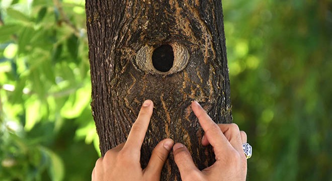 Parktaki ağacın 'göz'ü şaşırtıyor