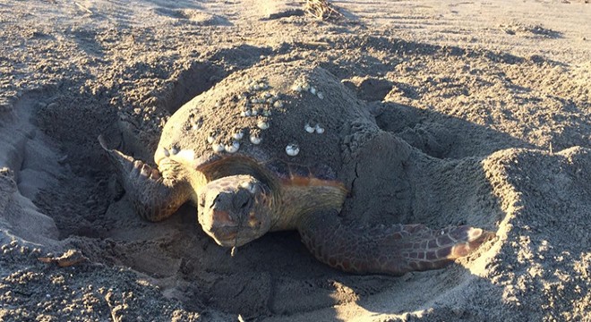 Patara Plajı'nda 86 caretta caretta yuva yaptı