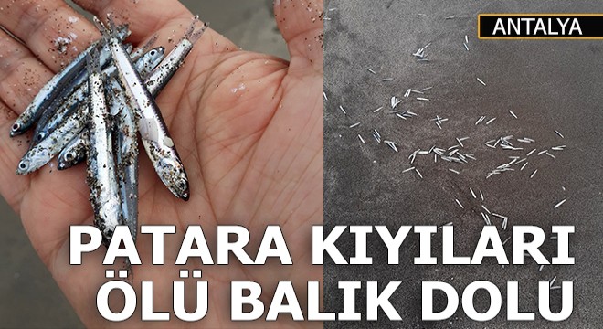 Patara Plajı'nda yavru balıklar, kıyıya vurdu