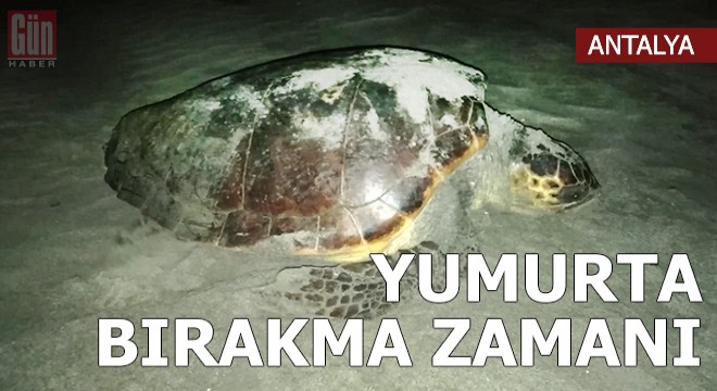 Patara'da caretta carettalar yumurta bırakmaya başladı