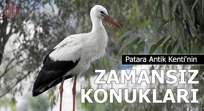 Patara Antik Kenti nin zamansız konuğu leylekler şaşırttı