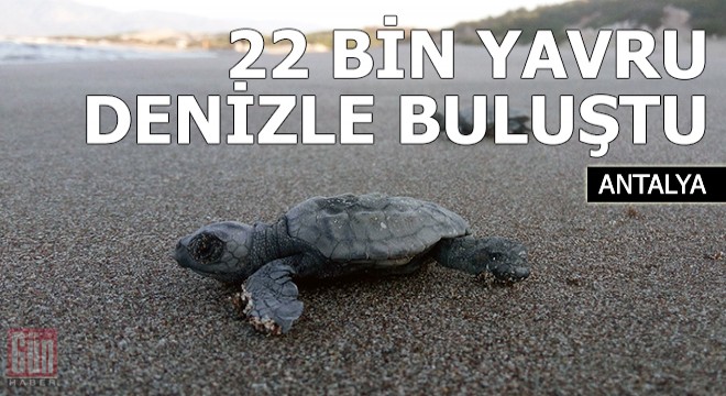 Patara da 22 bin yavru caretta caretta denizle buluştu