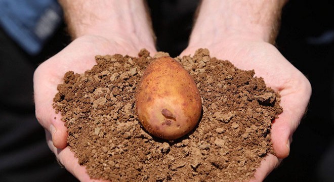 Patates ve şeker pancarı ekimi başladı