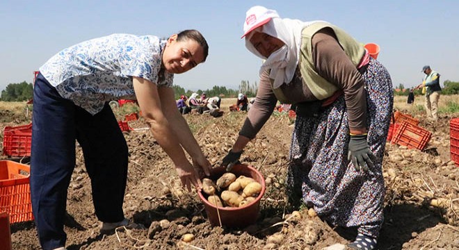 Patates fiyatı memnun etti, düşük verim üzdü