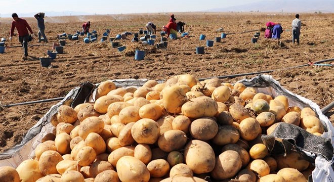 Patates hasadı tamamlandı